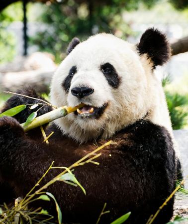 11D10N • Travel throughout China & West-north routes: Chengdu + Jiuzhaigou + Xi'an + Beijing, designed for foreign guests, 5-diamond hotels stay, no shopping stops