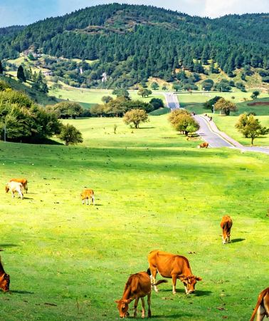 4D3N • Chongqing + Wulong District + Three Natural Bridges + Fairy Mountain National Forest Park + Chiyou Jiuli City