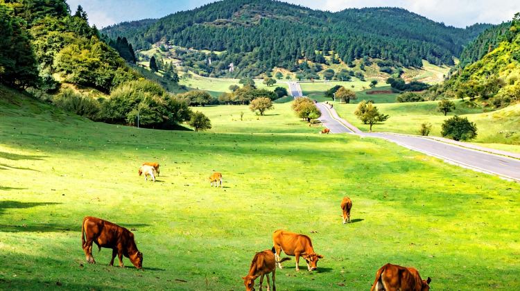 4-Day Chongqing + Wulong Group Tours: Three Natural Bridges + Fairy Mountain National Forest Park + Chiyou Jiuli City