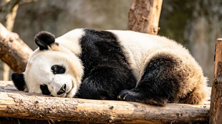 6-Day Chengdu + Chongqing Private Tours: Panda, Sichuan Opera, Sanxingdui Museum, Hongya Cave, Chongqing Two Rivers Cruise | 5-star Hotel | Comfortable Vehicles