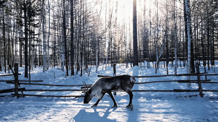 2-Day Mini group: Mohe, Arctic Village, Longjiang First Bay. Aurora sightseeing, reindeer contact. No shopping , warm lodging.