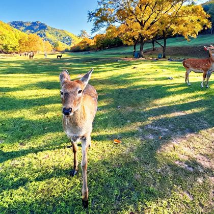 哈尔滨+伊春+富锦+抚远+珍宝岛+兴凯湖+东极阁+黑瞎子岛旅游区6日5晚私家团
