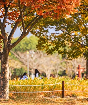 6D5N • South Korea + Seoul + Busan: Includes airport transfers, 2 days of private chauffeur , and visits to Songdo Crystal Cable Car, N Seoul Tower