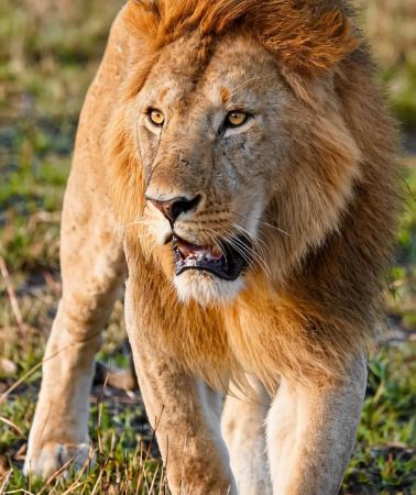 5D4N • Maasai Mara National Reserve and Amboseli National Park and Lake Naivasha