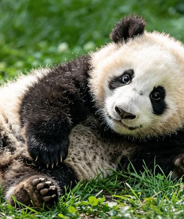 6D5N • Autumn-winter early bird special: Explore Chengdu + Four Girls Mountain + Bìpénggōu + Huanglong National Scenic Area + Jiuzhaigou National Park