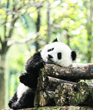 8D7N • Chengdu + Jiuzhaigou + Bipenggou + Dujiangyan             