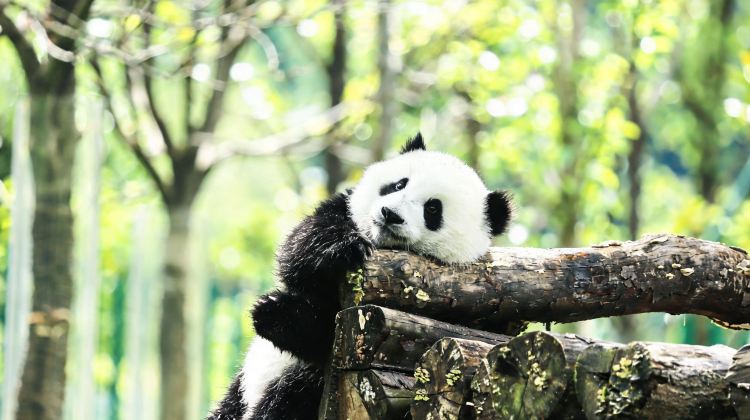 8-Day Chengdu + Jiuzhaigou + Bipenggou + Dujiangyan