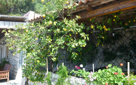 Kobana Ana