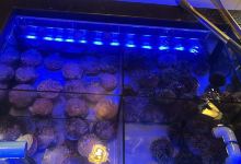 Moroshka美食图片