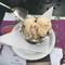 Fior di Latte