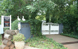 Ducks Coffee Shop
