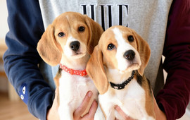 BEAGLE CAFE RAPPY