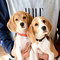 BEAGLE CAFE RAPPY