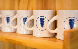 Blue Spruce
