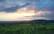 Szedmak Wine House餐厅图片