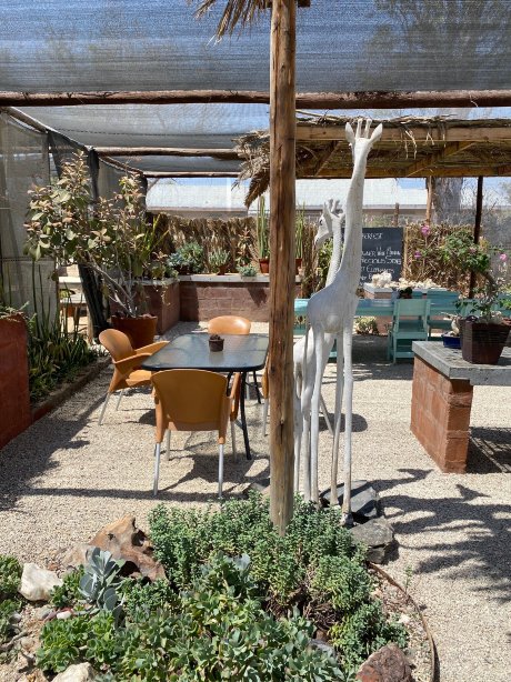 Cactus and Coffee Teagarden