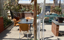 Cactus and Coffee Teagarden