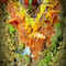 Abdou Farag Fish