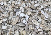 Chester Club and Oyster Bar美食图片