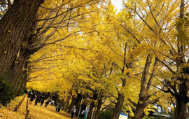 Showa Kinen Park Barbecue Garden