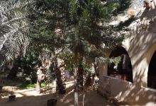 Nour El Waha Garden Restaurant美食图片