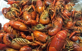 Cub's Crawfish