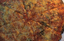 Pizza Antoine餐厅图片