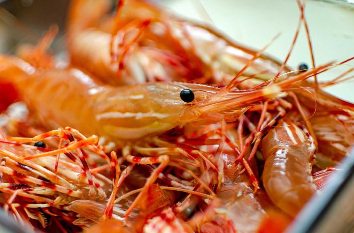 牡丹虾