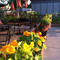 Firefly Coffee House