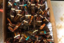 Taylor Lobster Co.购物图片