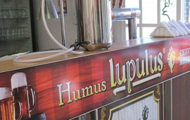 Humus Lupulus