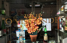 Bar O Visconde餐厅图片
