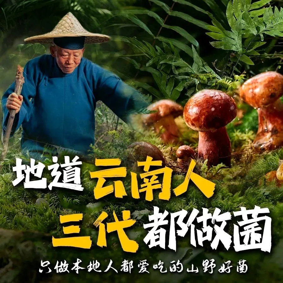 臻菌坊·云南纯野生菌火锅·炒菌·特色云南菜(官渡古镇店)