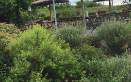 Biergarten Bio-Seehotel Zeulenroda
