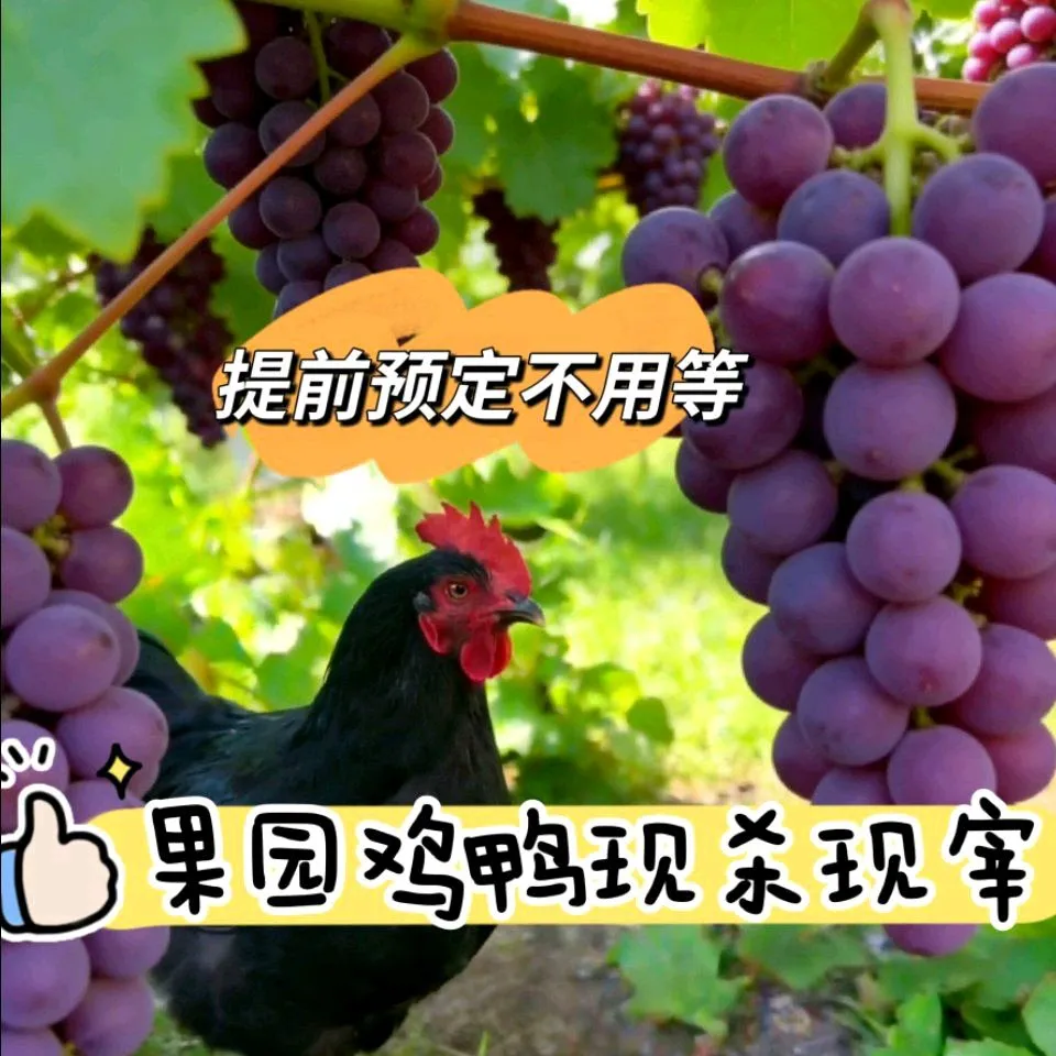 果农餐厅·桔子采摘