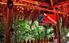 Pickled Parrot