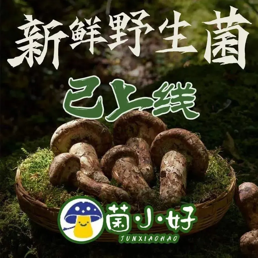菌小好·野生菌养生火锅(西坝路店)