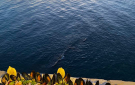 Restaurant Antigona