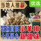 丝路牧鸽·新疆菜