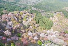 千本桜美食图片
