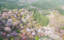 千本桜餐厅图片