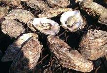 Yamayasusuisan美食图片