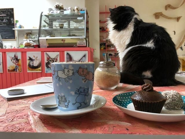 Bystrokočko Cat Cafe