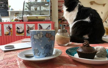Bystrokočko Cat Cafe餐厅图片