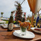 Bossa Nova Restaurant