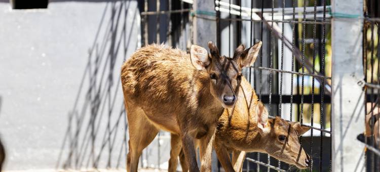 位于怡保Thompson的巴厘风情民宿, DAWA Brickhouse (Ryokan管理)(DAWA Brickhouse - Balinese Guesthouse in Thompson Ipoh by Ryokan Management)图片