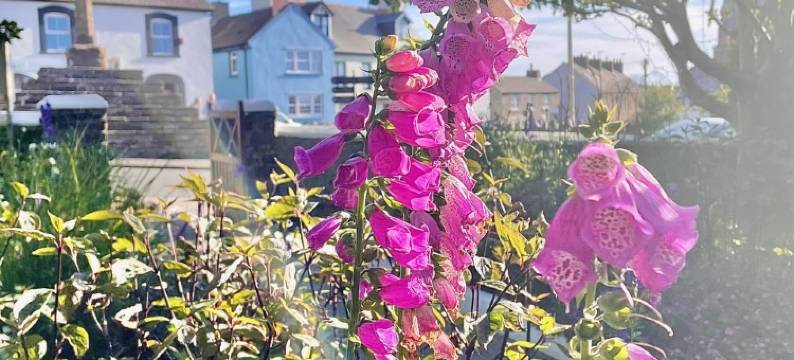 老十字酒店(St Davids Cross Hotel)图片