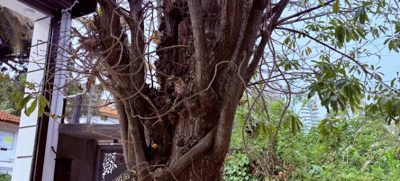 Supersun Shine Villa图片