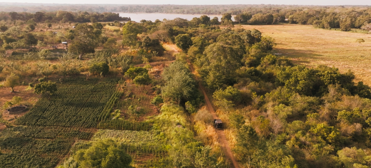 威尔帕图荒野(Wilds Wilpattu)图片