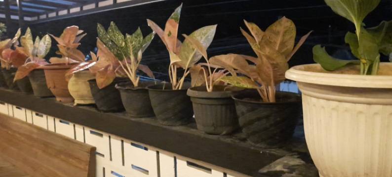 O酒店 Chimi Rumah Kost(Hotel O Chimi Rumah Kost)图片